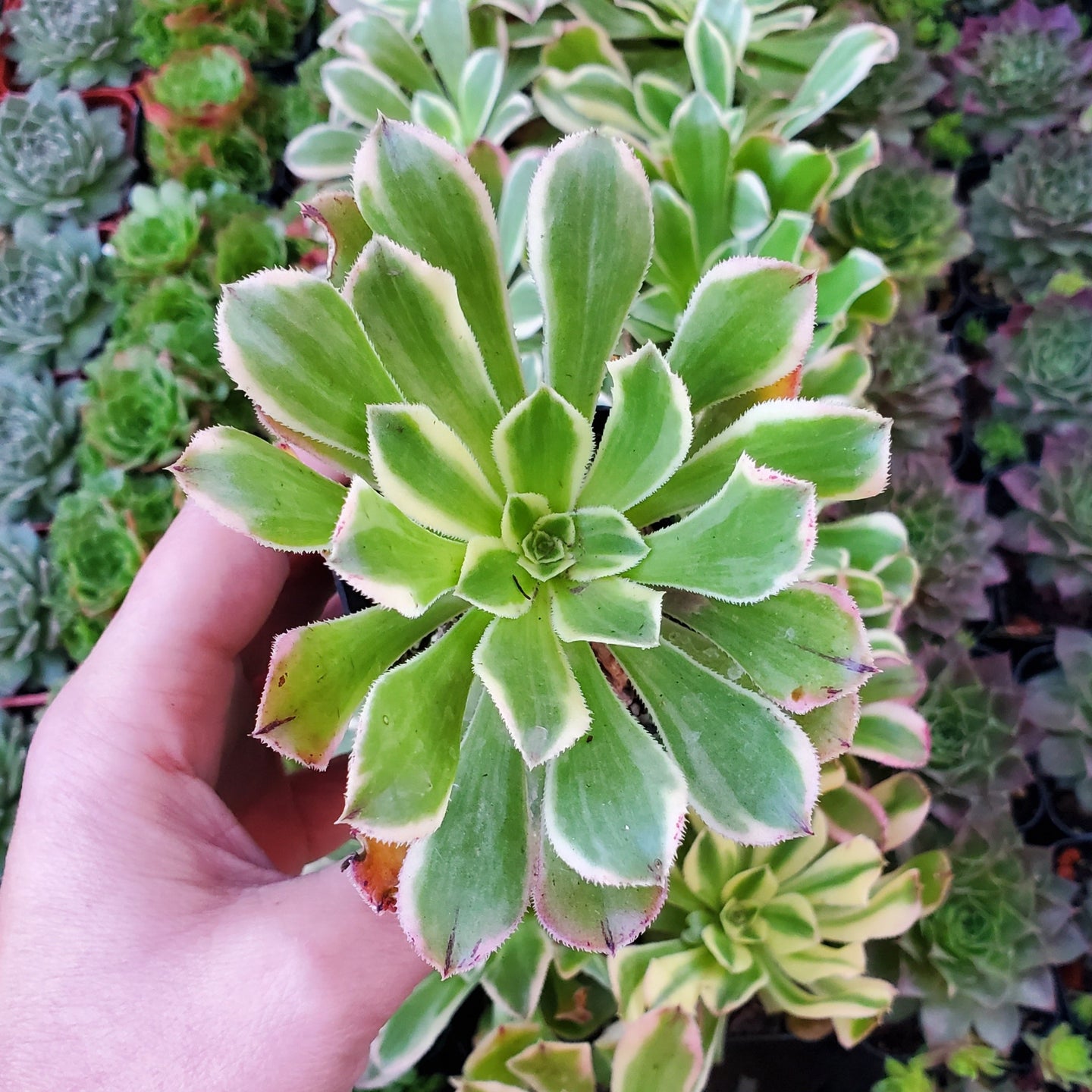 Aeonium 'Starburst'